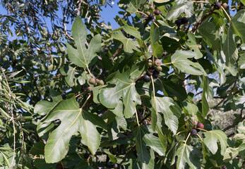 Feigen im Sonnenlicht am Feigenbaum