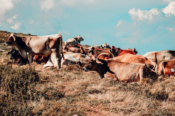 cows in Italy mountains