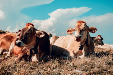 cows in Italy mountains
