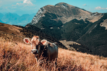 cows in Italy mountains