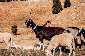 goat in Italy - obrazy, fototapety, plakaty