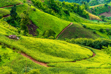 Green corn field at agricultural valley in shifting cultivation mountain area. - obrazy, fototapety, plakaty