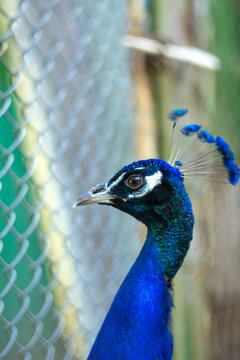 peacock head. Bright blue and green feathers. Peacock portrait. The bird looks into the camera. Peacock eye. Bright bird color. High quality photo