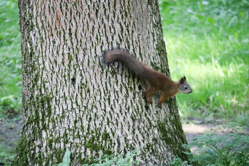 red squirrel on a tree trunk close up