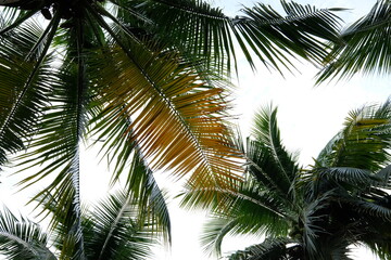 Fototapeta na wymiar coconut tree in green park