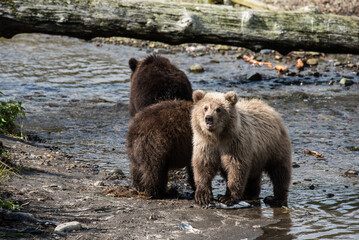 Obraz premium Unter Brüdern - Drei kleine Grizzlybären am Fluss - Alaska