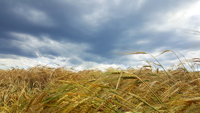 golden wheat field agriculture Ukraine © Volodymyr