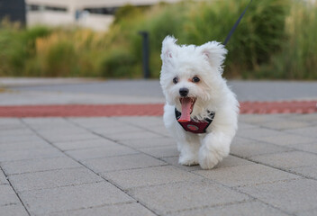 A small white dog is walking on the street.