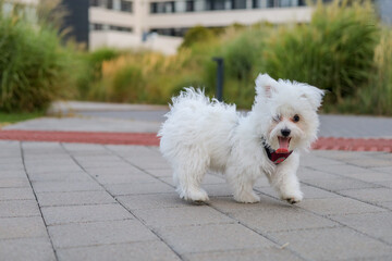 A small white dog is walking on the street.