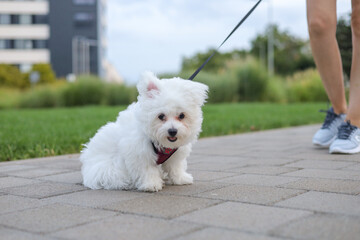 A small white dog is walking on the street.