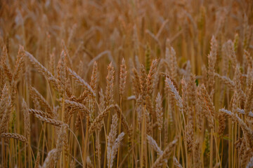 Ears ripe wheat in light colorful sunset.