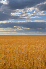 Naklejka premium Field ripe wheat against background thickening clouds.