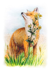 The fox enjoys the scent of a flower. Watercolor illustration.