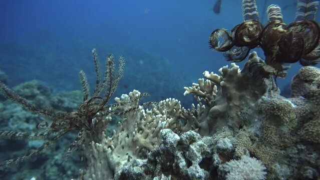 Sea ​​lilies, crinoidea, Life in the ocean. Tropical fish and coral reefs. Beautiful corals.  