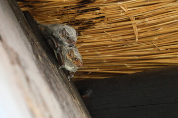Mauritius-Grabfledermaus / Mauritian tomb bat / Taphozous mauritianus