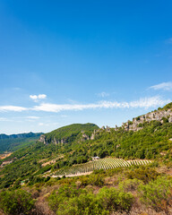 Cultivation of a vineyard in the mountains. Agriculture.