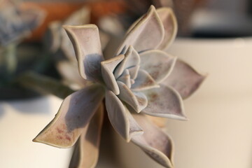 Graptopetalum 