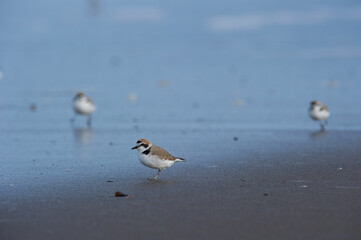 Ballade sur Ocean Beach San Francisco