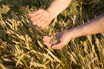 Close-up farmer's hands hold a handful of grains of wheat, rye in a wheat, rye field. A man's hand holds ripe grains of cereals on a blurred background of a grain field. Top view. Harvesting concept.