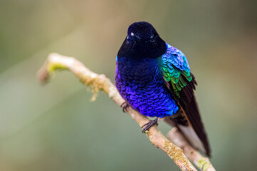 Velvet-purple Coronet (boissonneaua jardini). Iridicent multicolored hummingbird looking at the camera