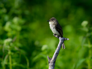 Eastern Phoebe perched on stick against green background in summer