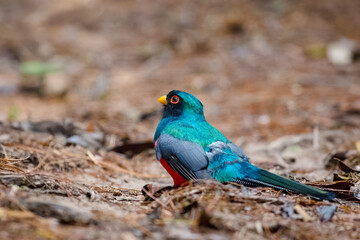Masked trogon (Trogon personatus). Beautiful bird foraging from an autumn ground.