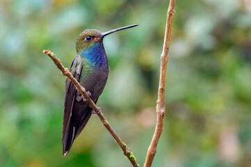 White-tailed Hillstar (urochroa bougueri). Colorful hummingbird on a small branch
