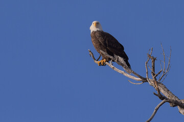 American Bald Eagle perched on a high branch on lookout for prey with an all blue sky background