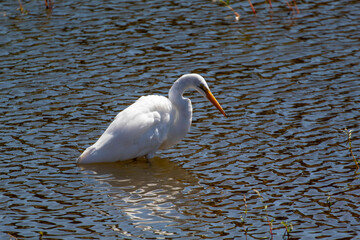 An egret wading in a shallow pond