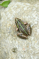 closeup the brown green frog sitting on the grey brown stone and enjoy the nature soft focus natural grey brown background.