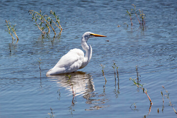 An egret wading in a shallow pond