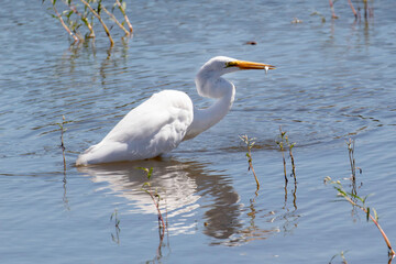 An egret wading in a shallow pond
