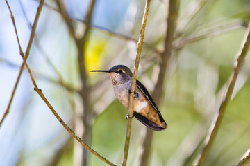 An Anna's Humming Bird resting in a tree