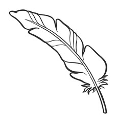 Feather hand drawn clipart. Black line color in transparent background. Png clipart.