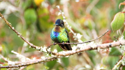 Fiery-throated hummingbird (Panterpe insignis) perched on a branch at the high altitude Paraiso...