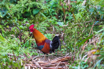 Red junglefowl (Gallus gallus) at Kaziranga NP, Assam, India