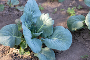 White fresh cabbage Aggressor grows in the beds. Close-up shot. Cabbage with spreading leaves...