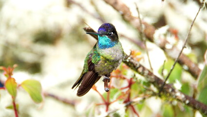 Talamanca hummingbird (Eugenes spectabilis) perched on a branch at the high altitude Paraiso Quetzal Lodge outside of San Jose, Costa Rica