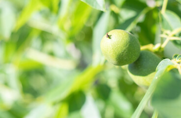 Green young walnuts grow on a tree. Variety Kocherzhenko close-up. The walnut tree grows waiting to be harvested. Green leaves background. Nut fruits on a tree branch in the yellow rays of the sun.