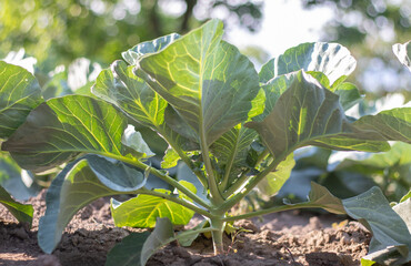 White fresh cabbage Aggressor grows in the beds. Close-up shot. Cabbage with spreading leaves...