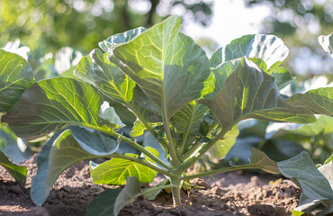 White fresh cabbage Aggressor grows in the beds. Close-up shot. Cabbage with spreading leaves ripens in the garden. Cultivation of cabbage. Cabbage hybrid for fresh use.