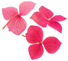 Schilderijen op glas pink hydrangea flower in three angles cut out on a transparent background with white © Line