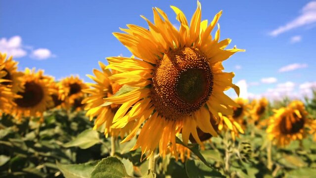 Closeup view of sunflowers. Agriculture. Sunflower