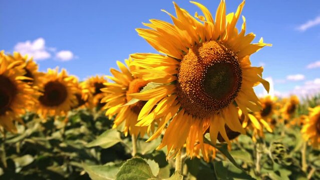 Closeup view of sunflowers. Taking sunflower blooming