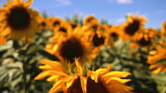 Taking sunflower blooming in a vast sunflowers field