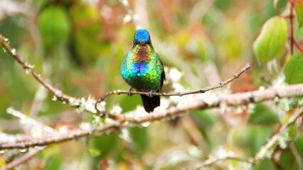 Fototapeta premium Fiery-throated hummingbird (Panterpe insignis) perched on a branch at the high altitude Paraiso Quetzal Lodge outside of San Jose, Costa Rica