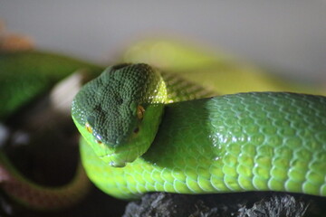 Close-up of a South African snake