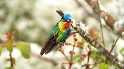 Fiery-throated hummingbird (Panterpe insignis) perched on a branch at the high altitude Paraiso Quetzal Lodge outside of San Jose, Costa Rica