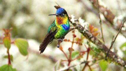 Fiery-throated hummingbird (Panterpe insignis) perched on a branch at the high altitude Paraiso Quetzal Lodge outside of San Jose, Costa Rica