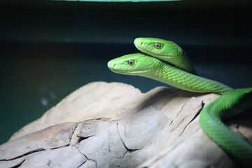 Close-up of a South African snake